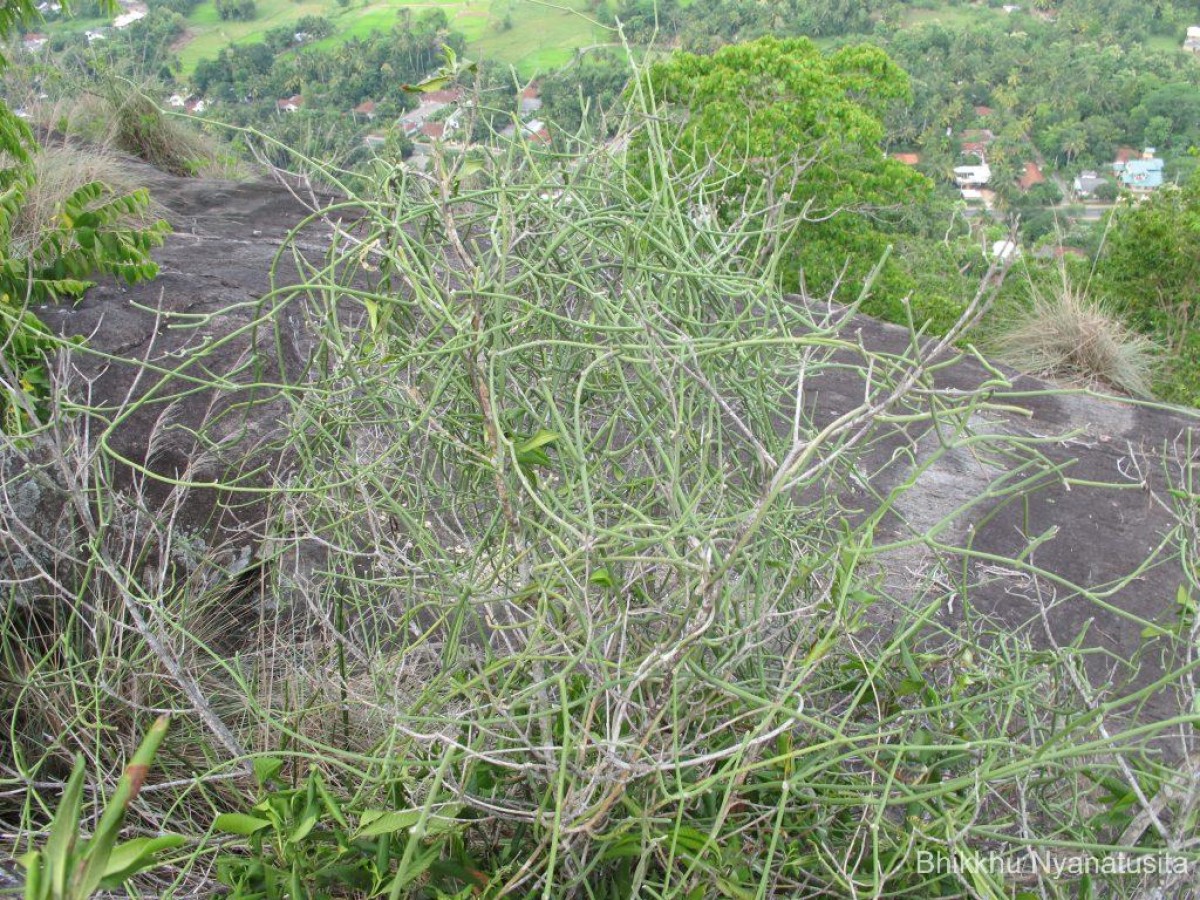 Cynanchum viminale (L.) L.